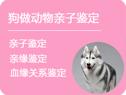 阿坝狗做动物亲子鉴定